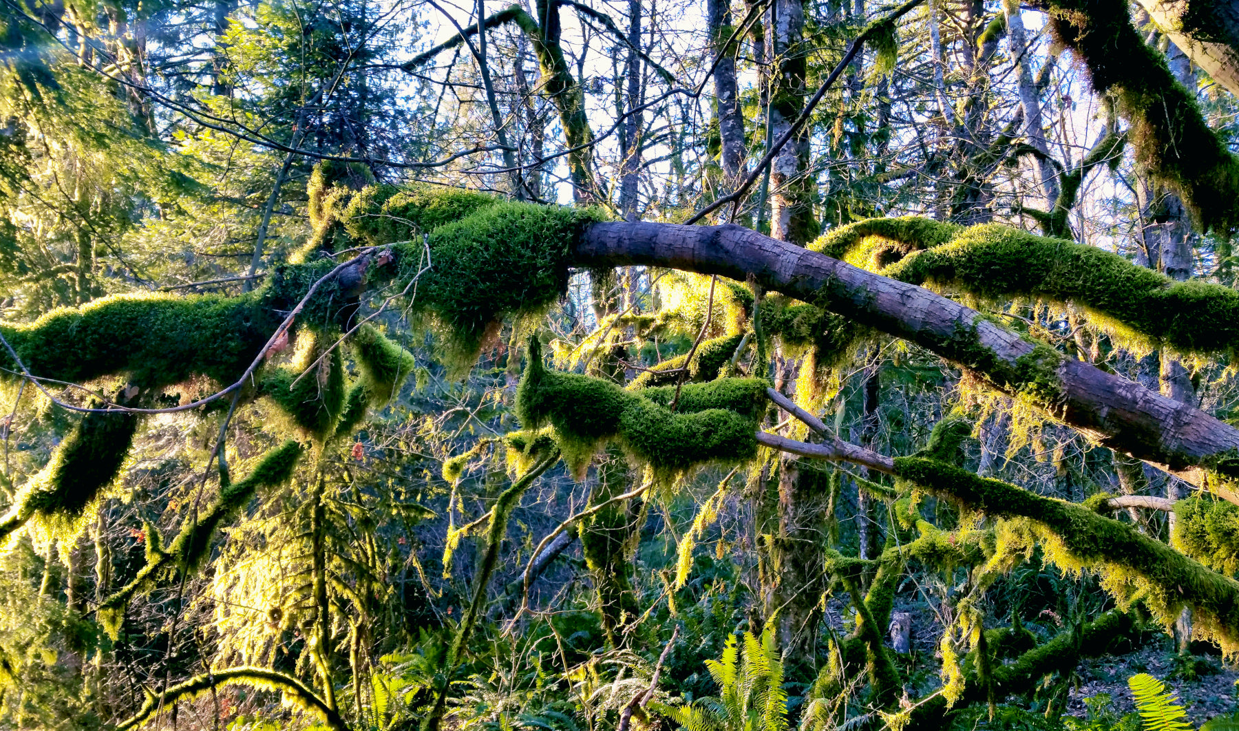 Mossy Vines Illuminated - Canvas and Paper Prints