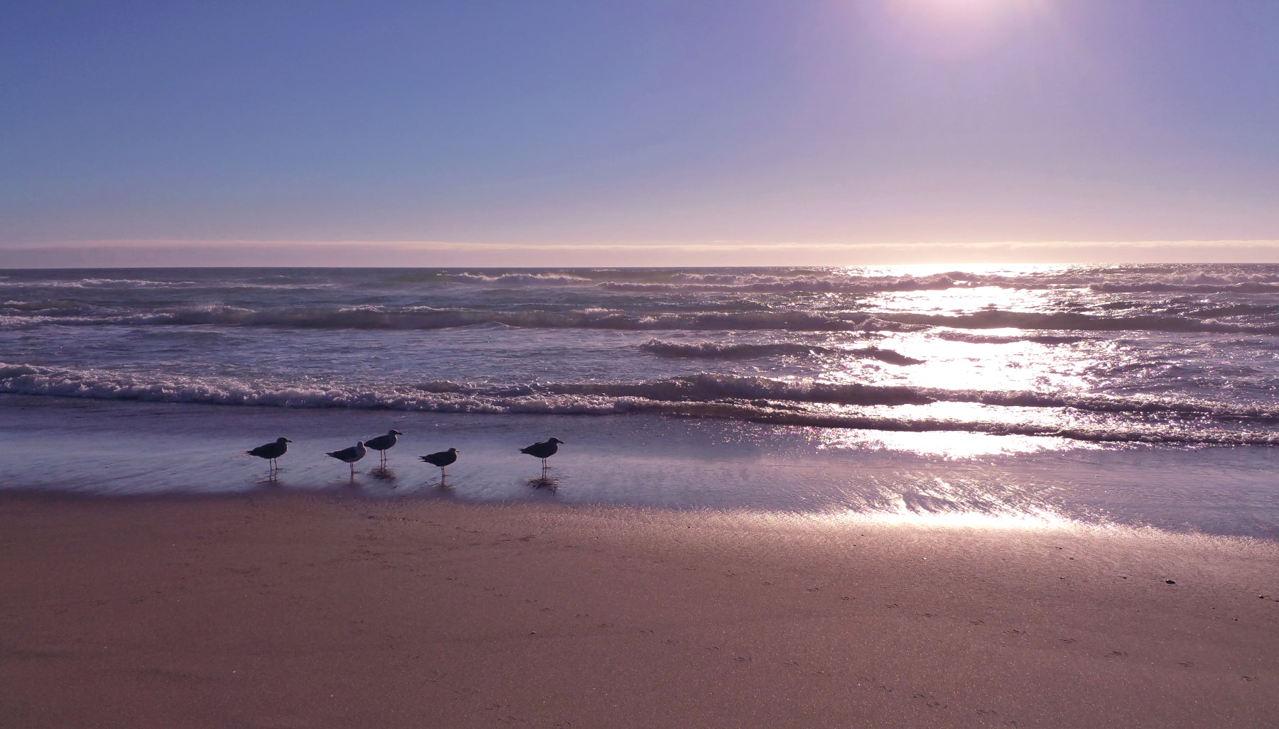Seagulls at Sunset - Canvas and Paper Prints