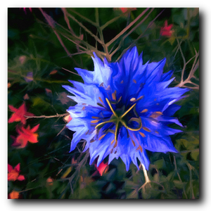 Starburst - Canvas Print