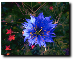 Starburst - Canvas Print