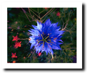 Starburst - Art Print