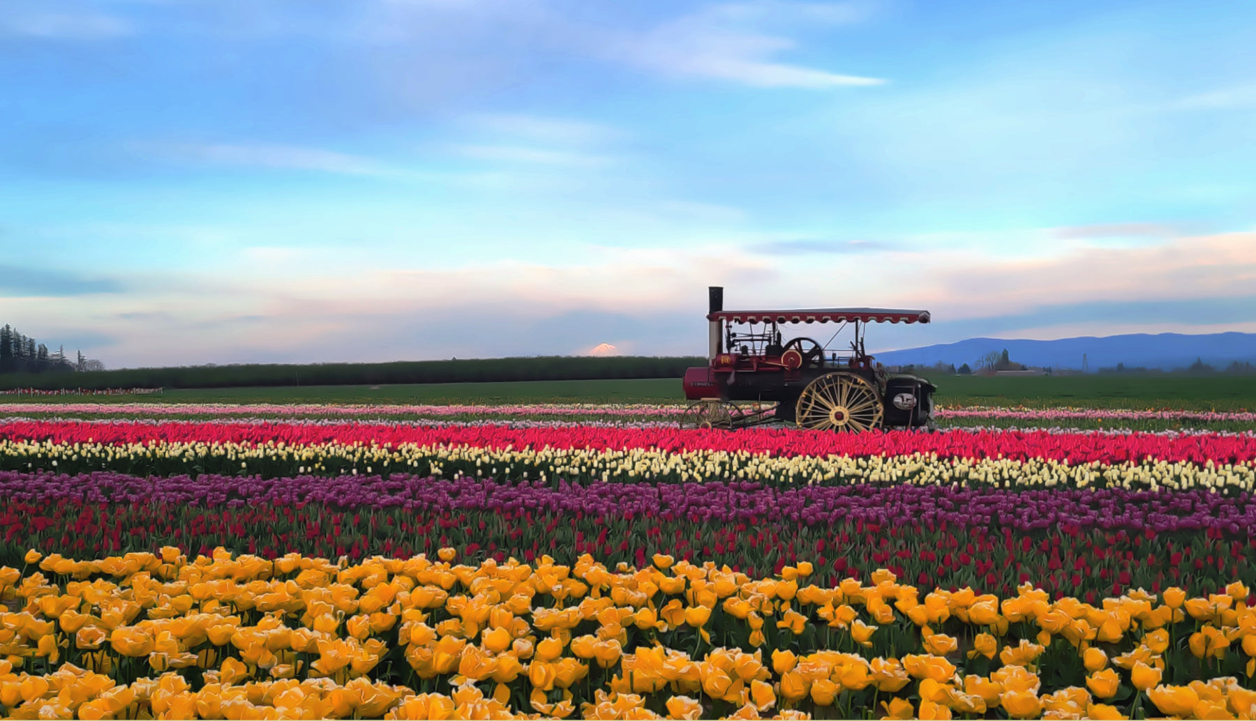 Steam Engine Tulip Field - Canvas and Paper Prints