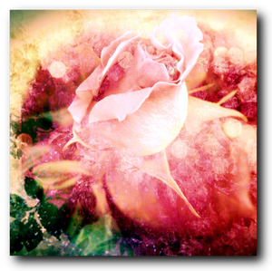 The Rainbow Rose - Canvas Print