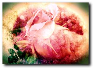 The Rainbow Rose - Canvas Print