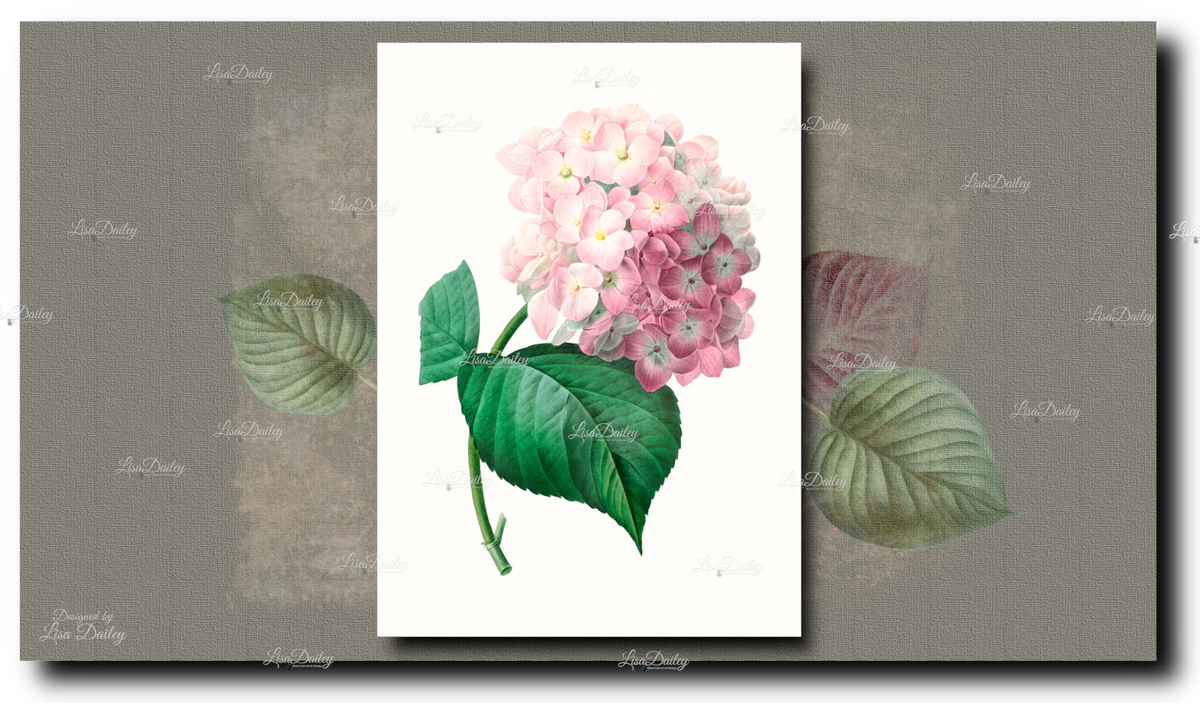 Pierre-Joseph Redouté Collection - Hydrangea
