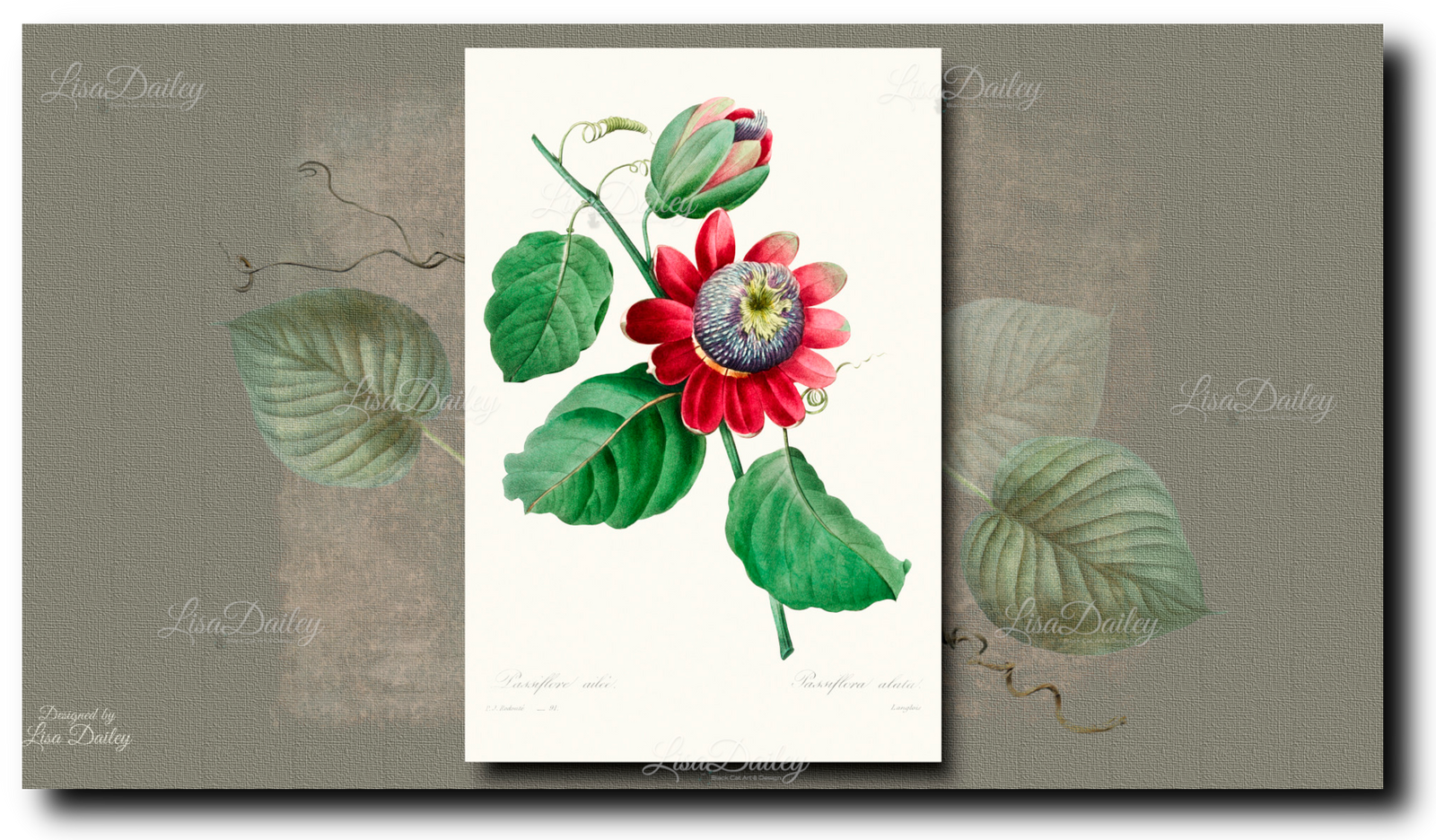 Pierre-Joseph Redouté Collection - Passiflore