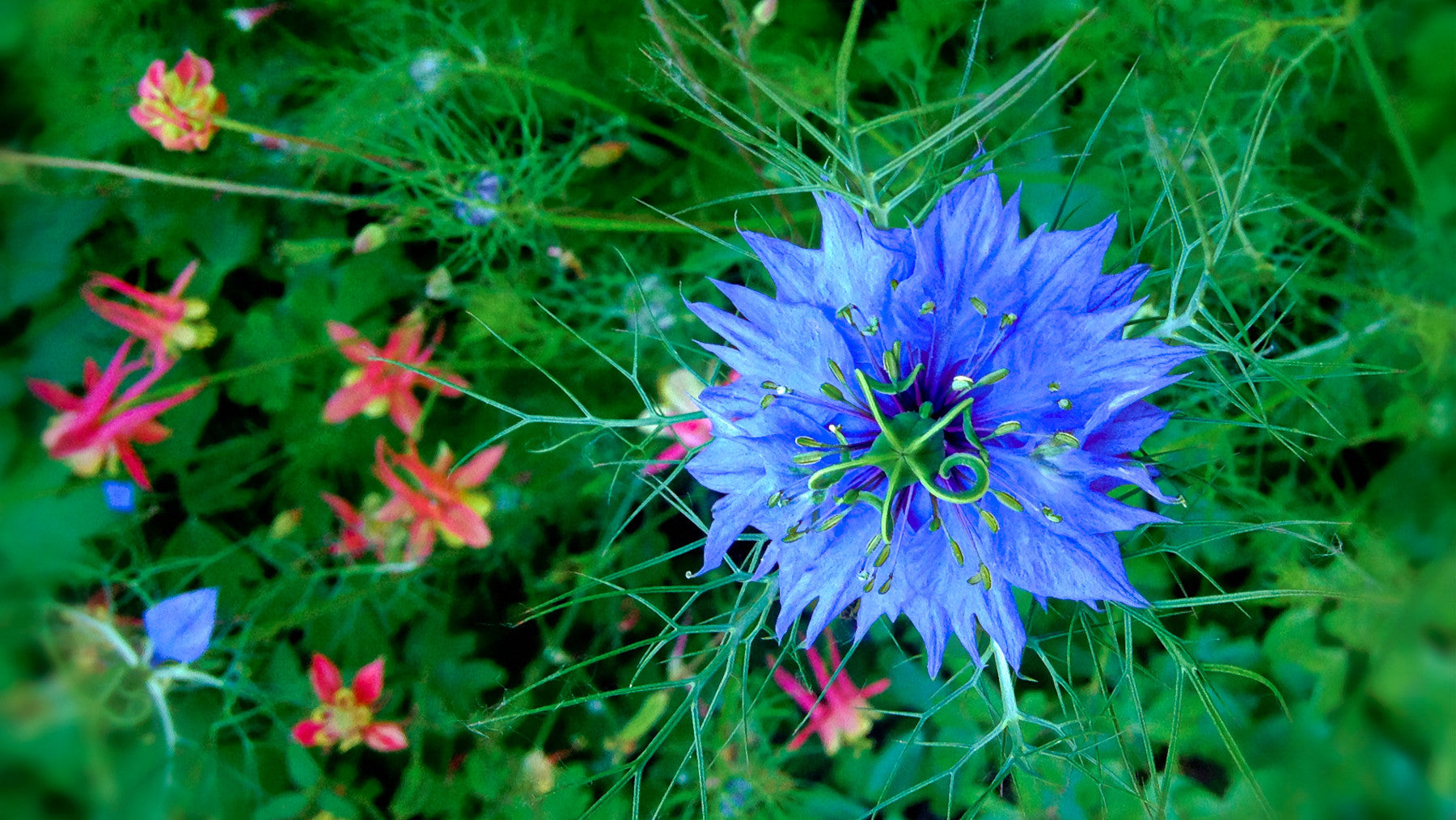 Blue Love in a Mist Nigella - Canvas and Paper Prints
