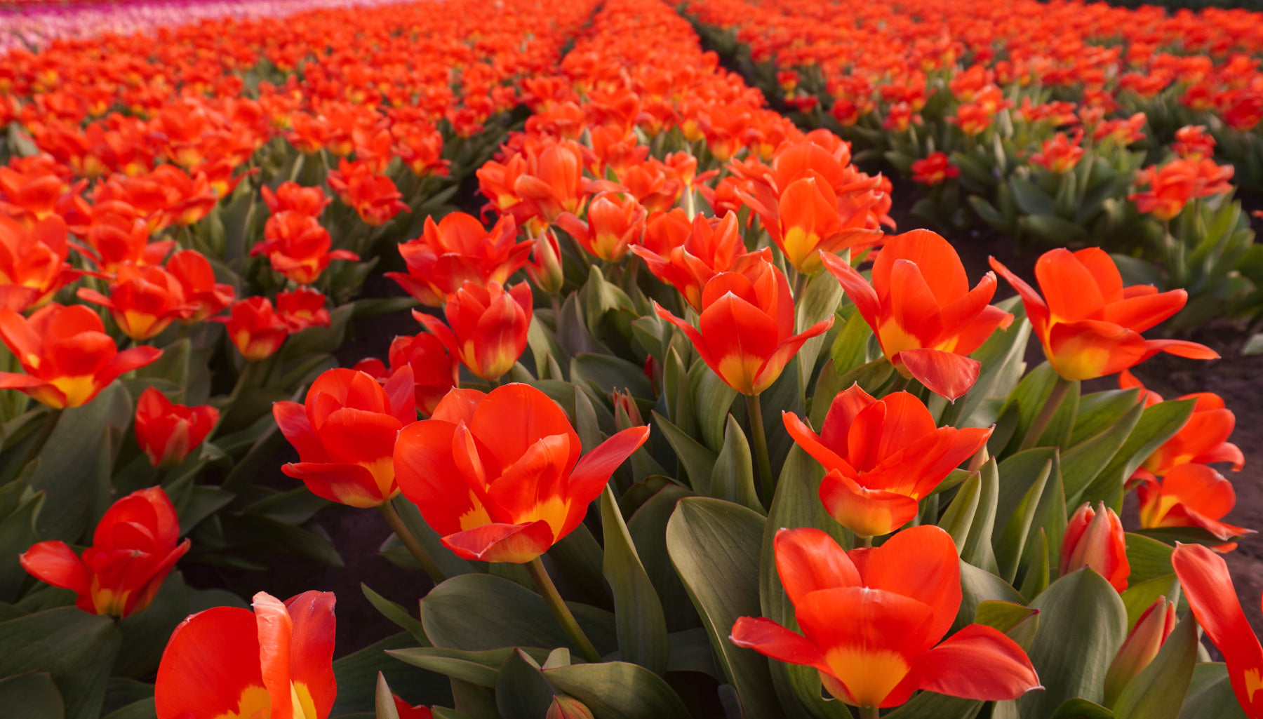 Field of Orange Tulips - Canvas and Paper Prints