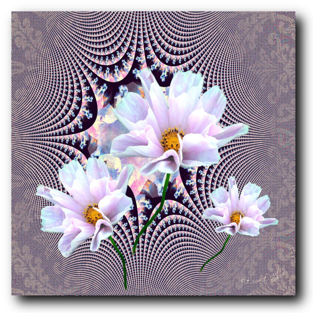 Lavender Beauties - Canvas Print