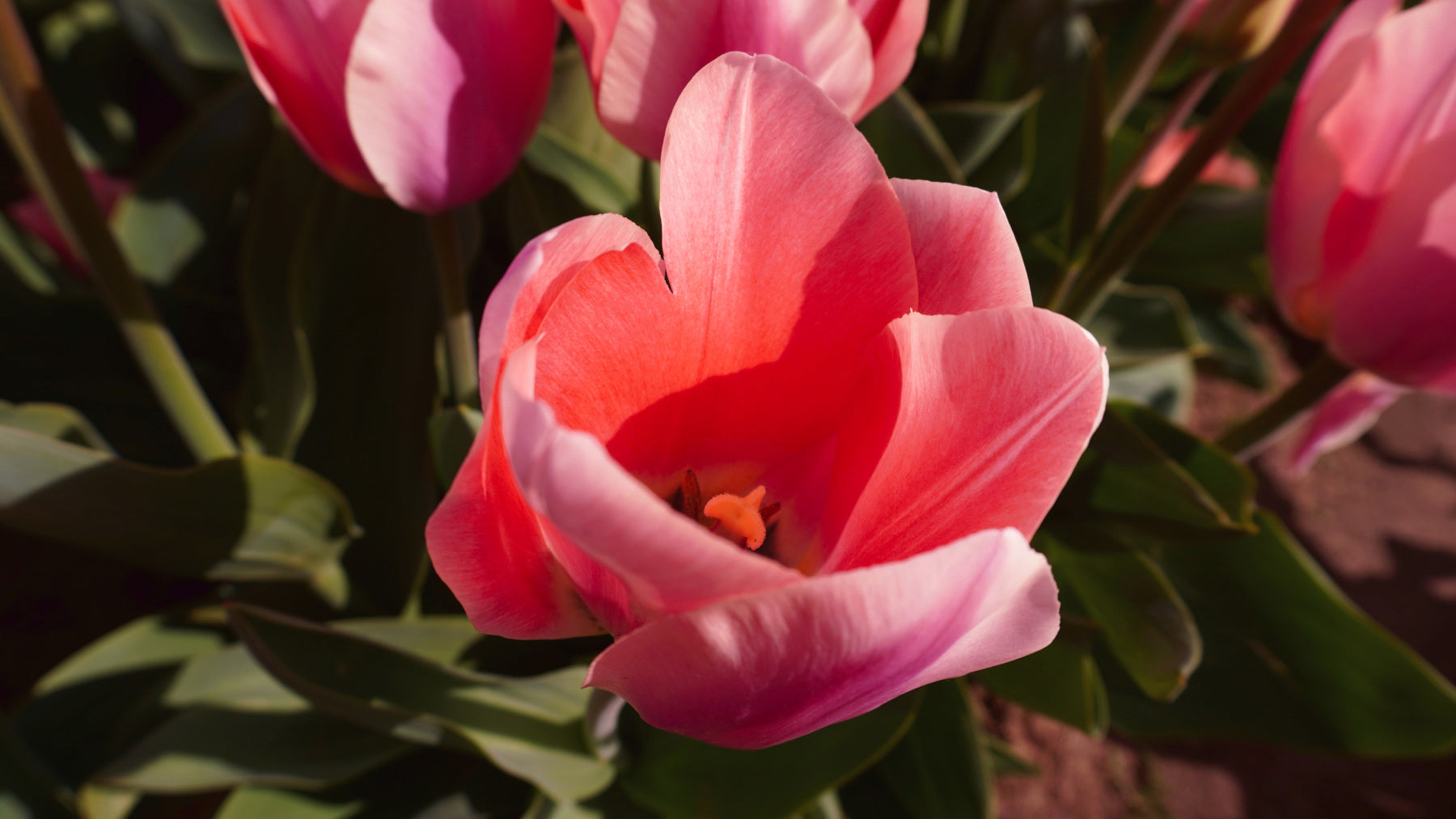 Pink Tulip Macro - Canvas and Paper Prints