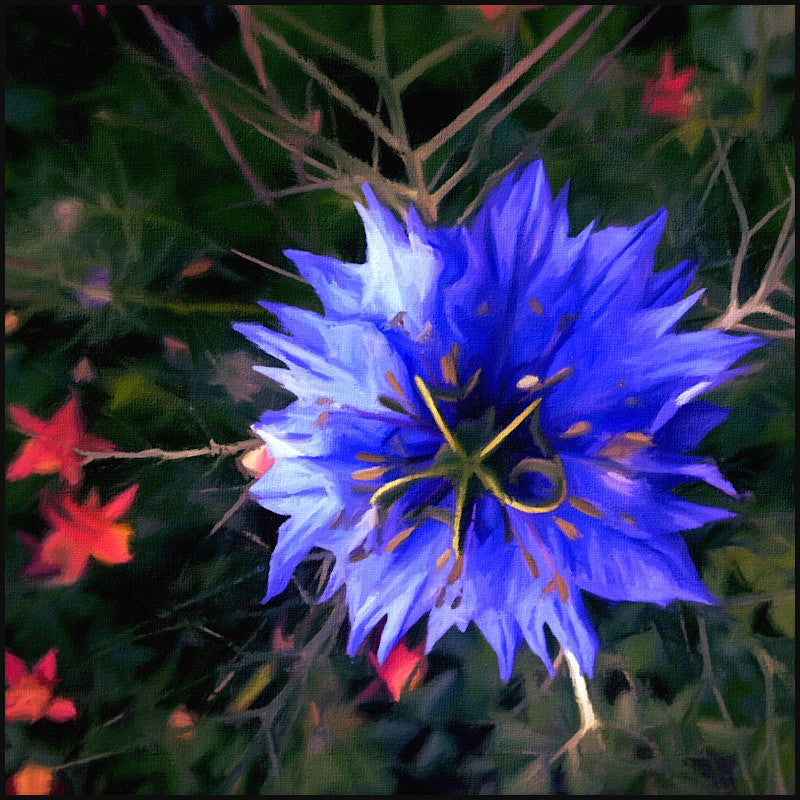 Starburst - Tote Bag - Lisa Dailey Black Cat Art & Design