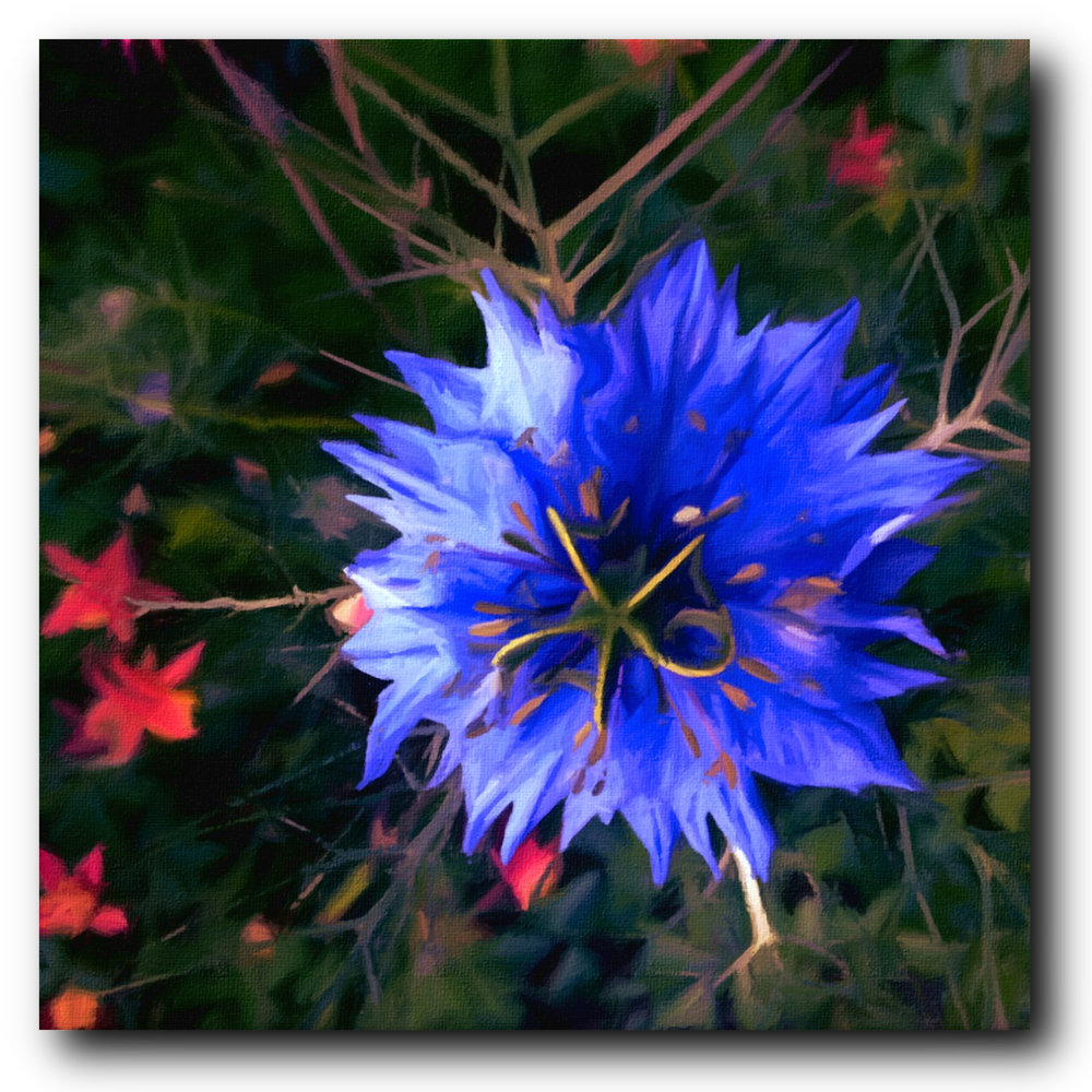 Starburst - Canvas Print