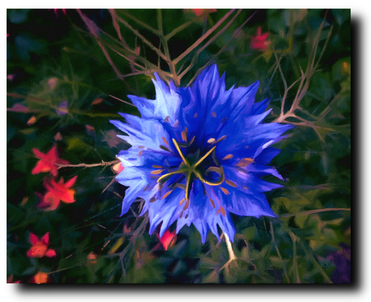 Starburst - Canvas Print