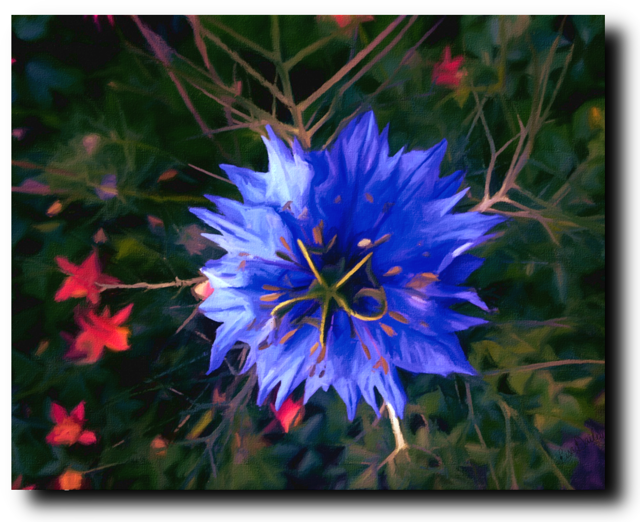 Starburst - Canvas Print