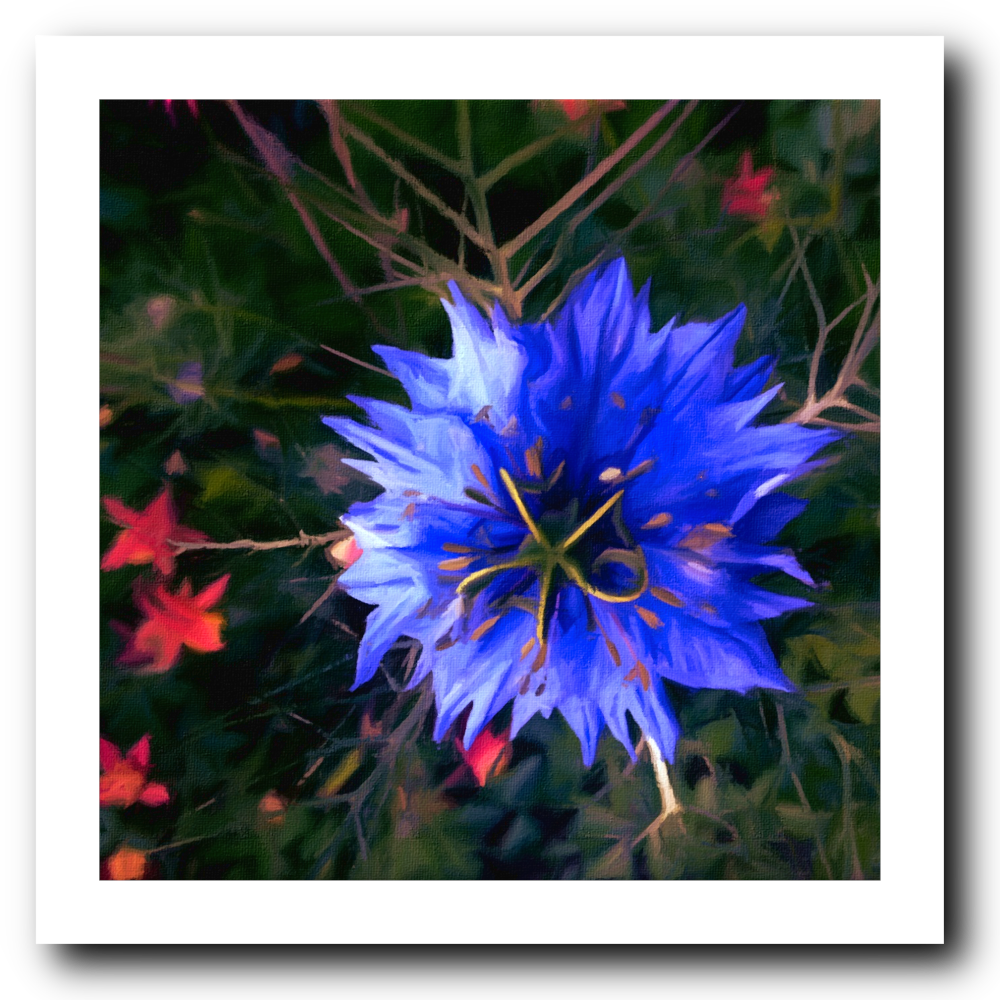 Starburst - Art Print