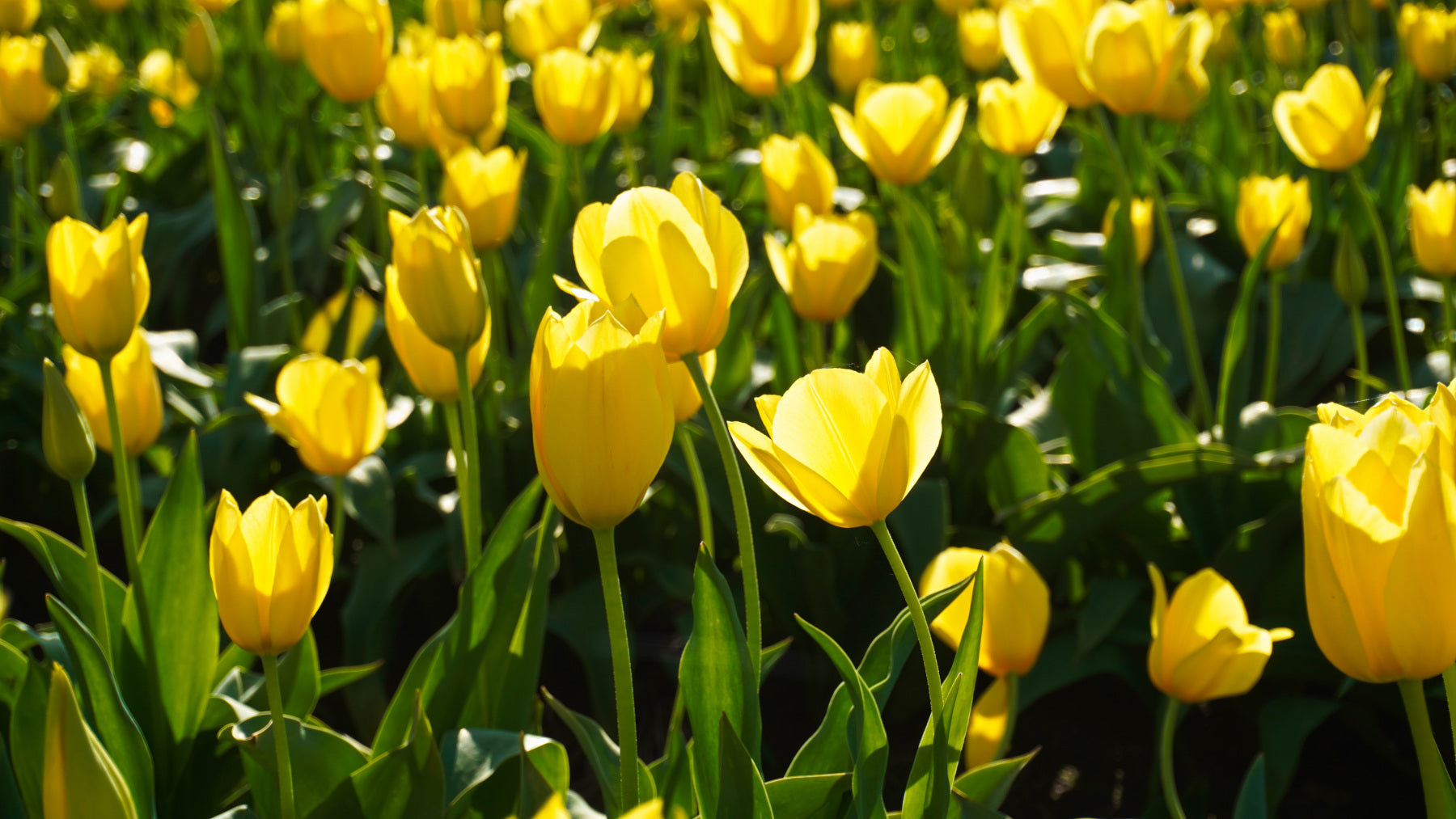 Sunny Yellow Tulips - Canvas and Paper Prints