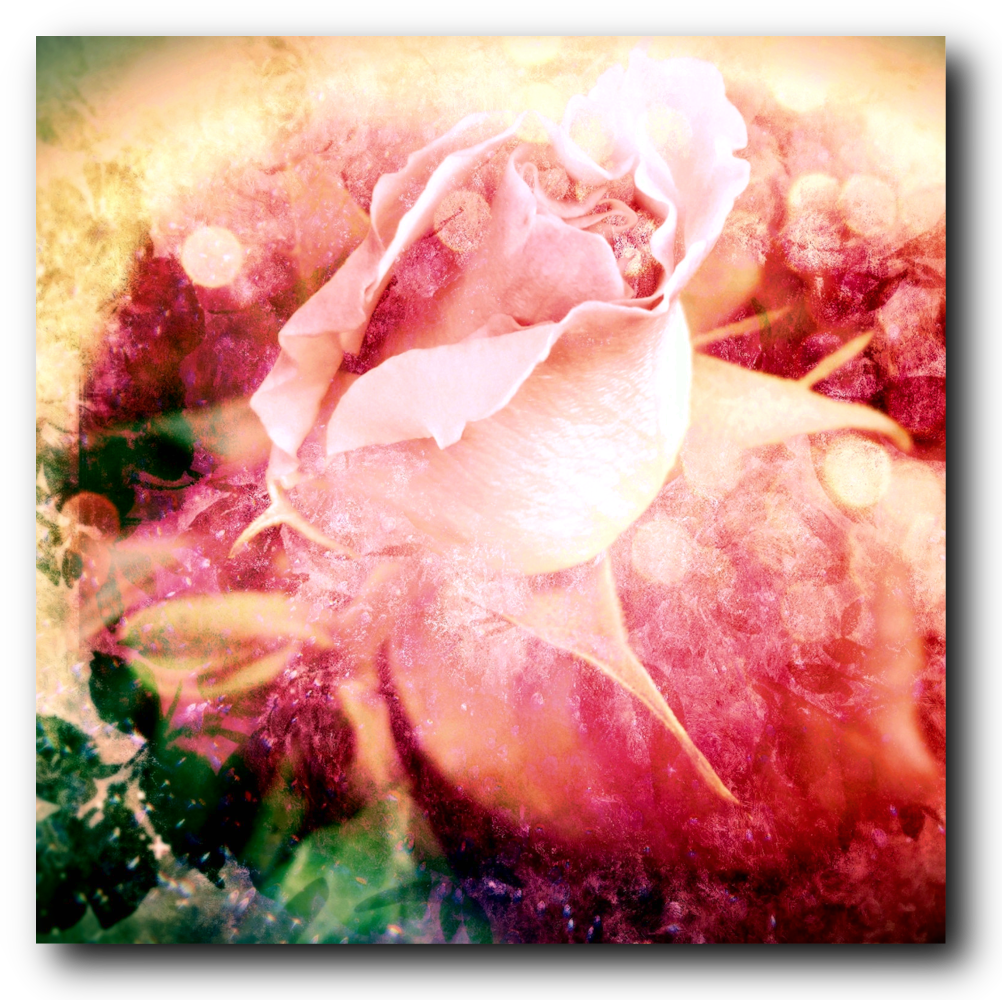 The Rainbow Rose - Canvas Print