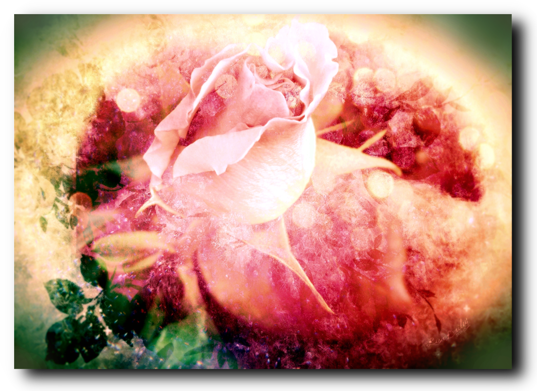 The Rainbow Rose - Canvas Print